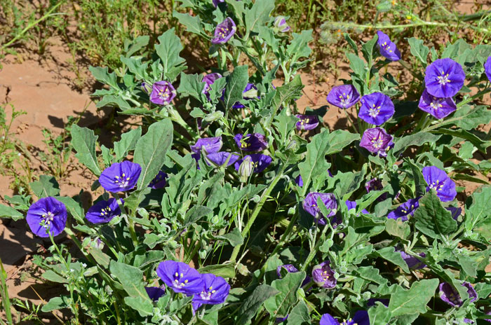 Purple Ground Cherry is a perennial native species that grows in elevations from 1,000 to 5,000 in Arizona. Quincula lobata